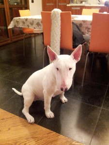 addestramento-bull-terrier